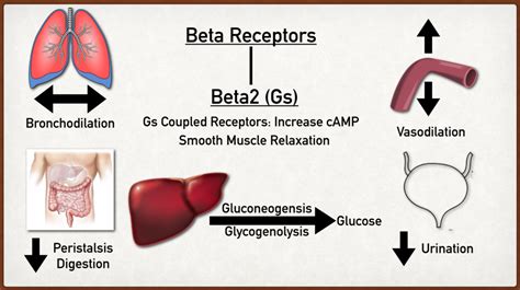 beta 2 receptor location